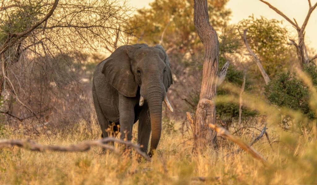 Delta & Wildlife Adventure