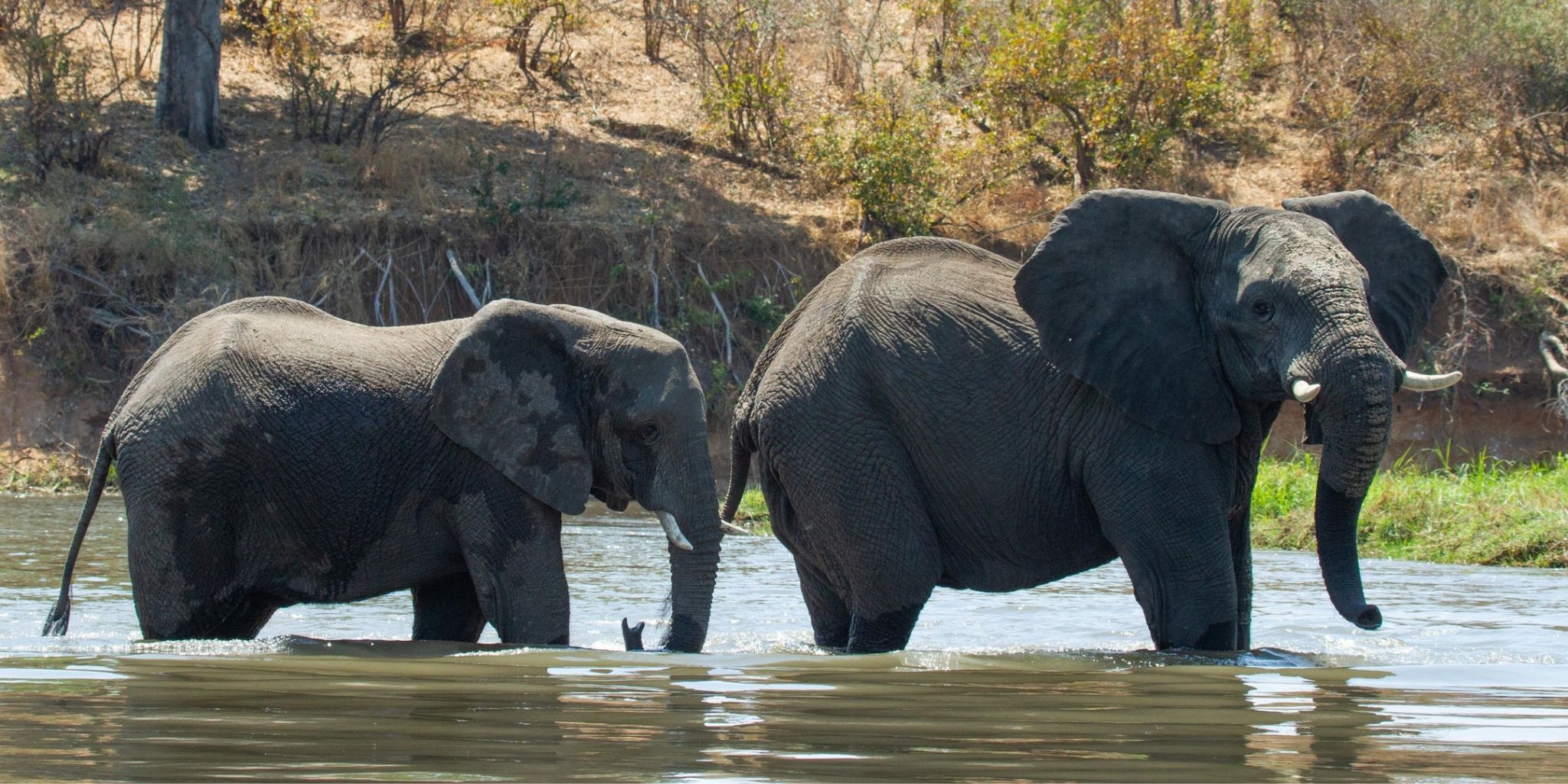 Elephants in the water at Nxamaseri Island Lodge