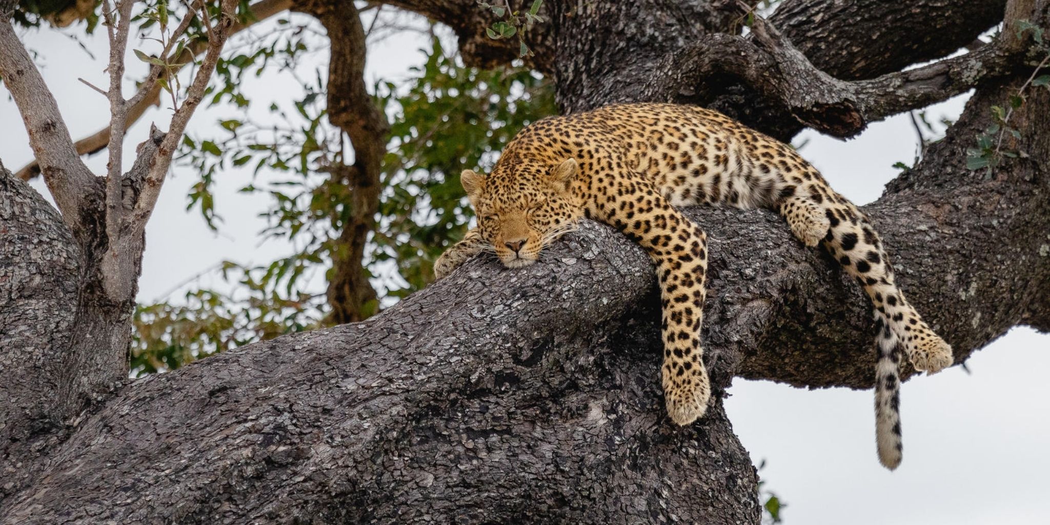 Peaceful leopard sleeping in a tree at Mbamba 