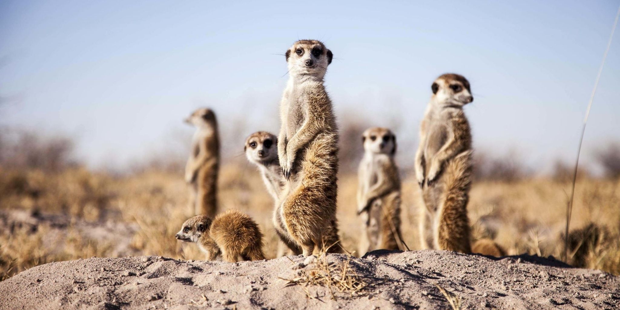 Multiple meerkats perched on the rocks at Camp Kalahari