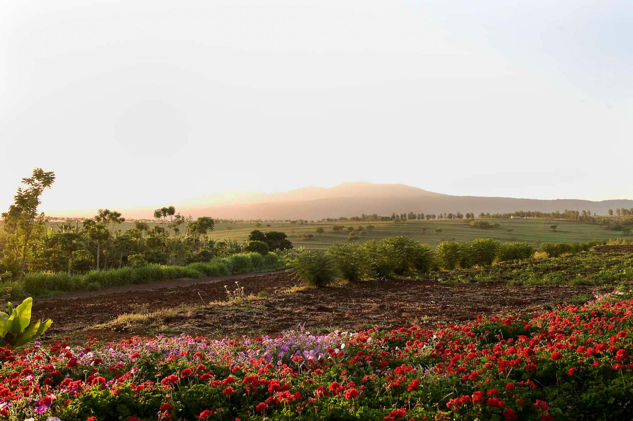 Stunning mountain surrounded by red and pink flower