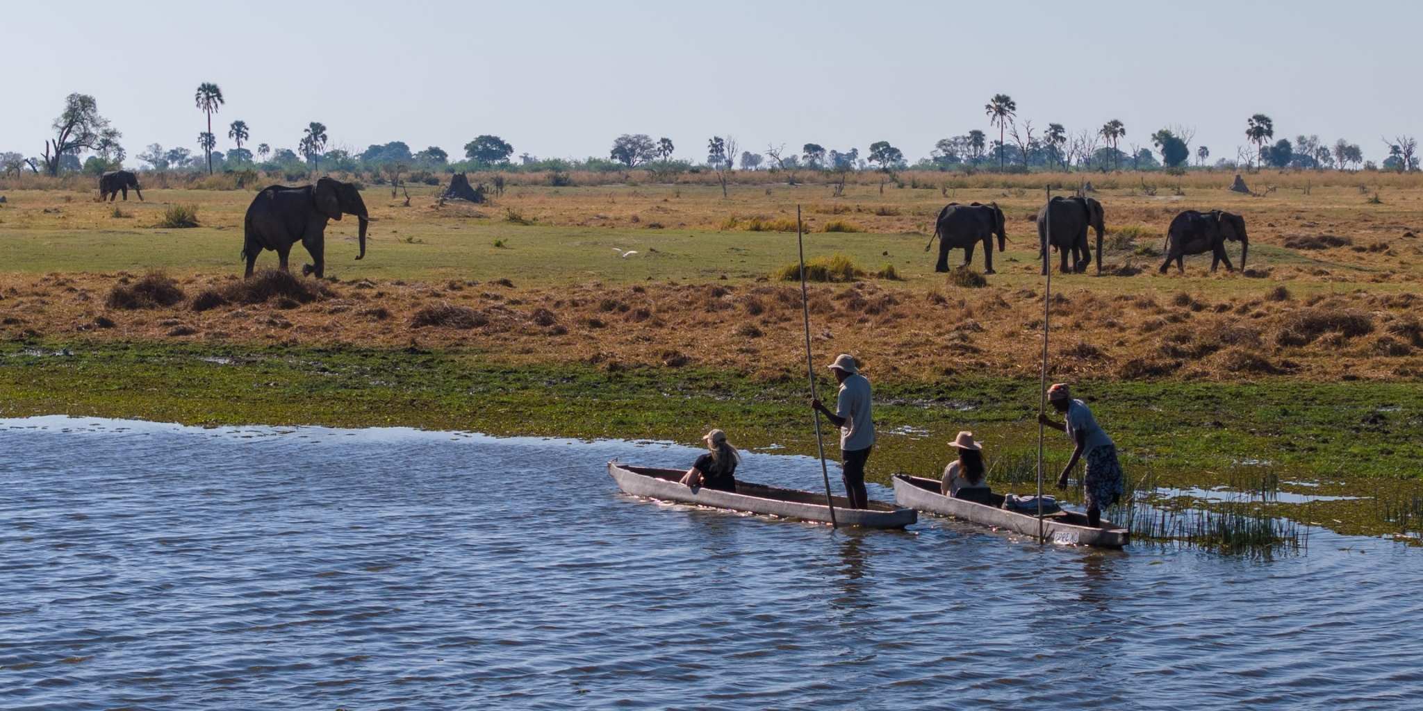 Mokoro boat tour on the Okavango Delta rowing past a herd of elephants