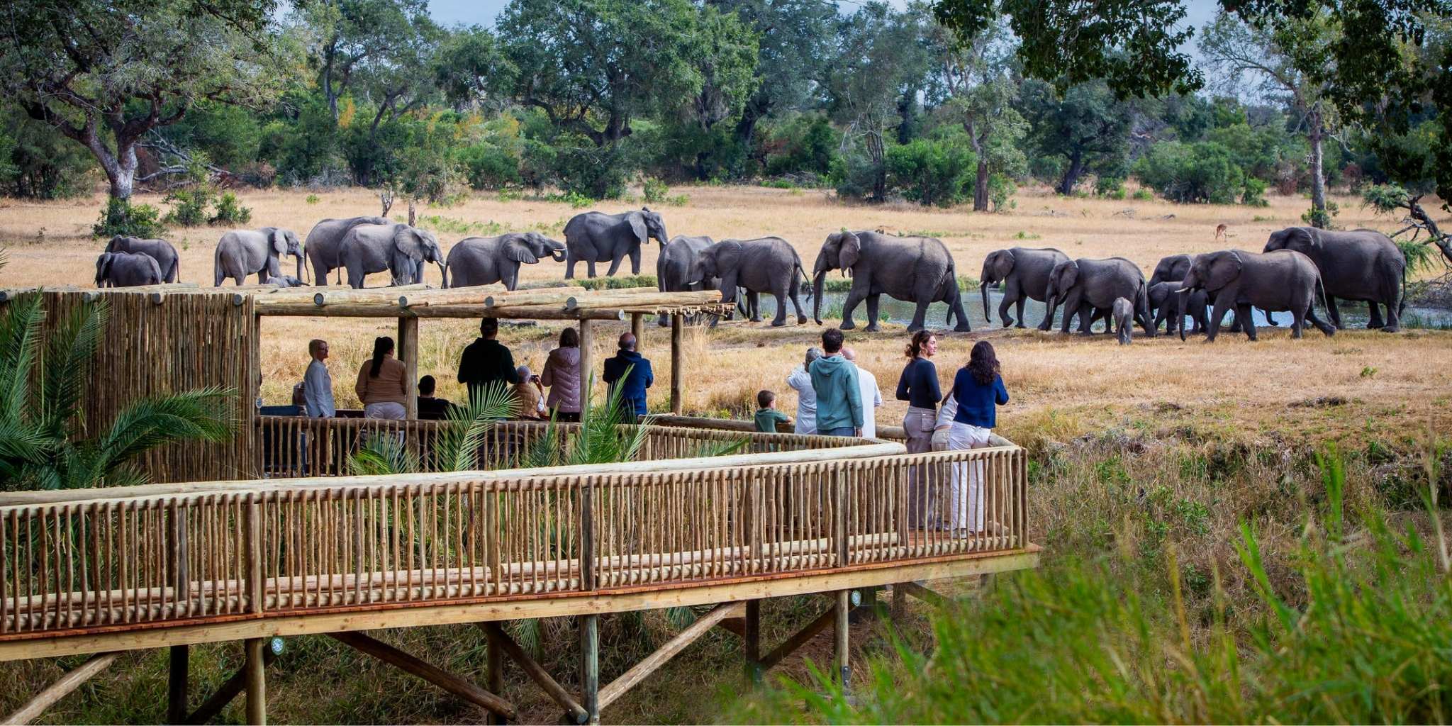 Elephant lookout onto huge herd of elephants at Sabi Sabi Bush lodge
