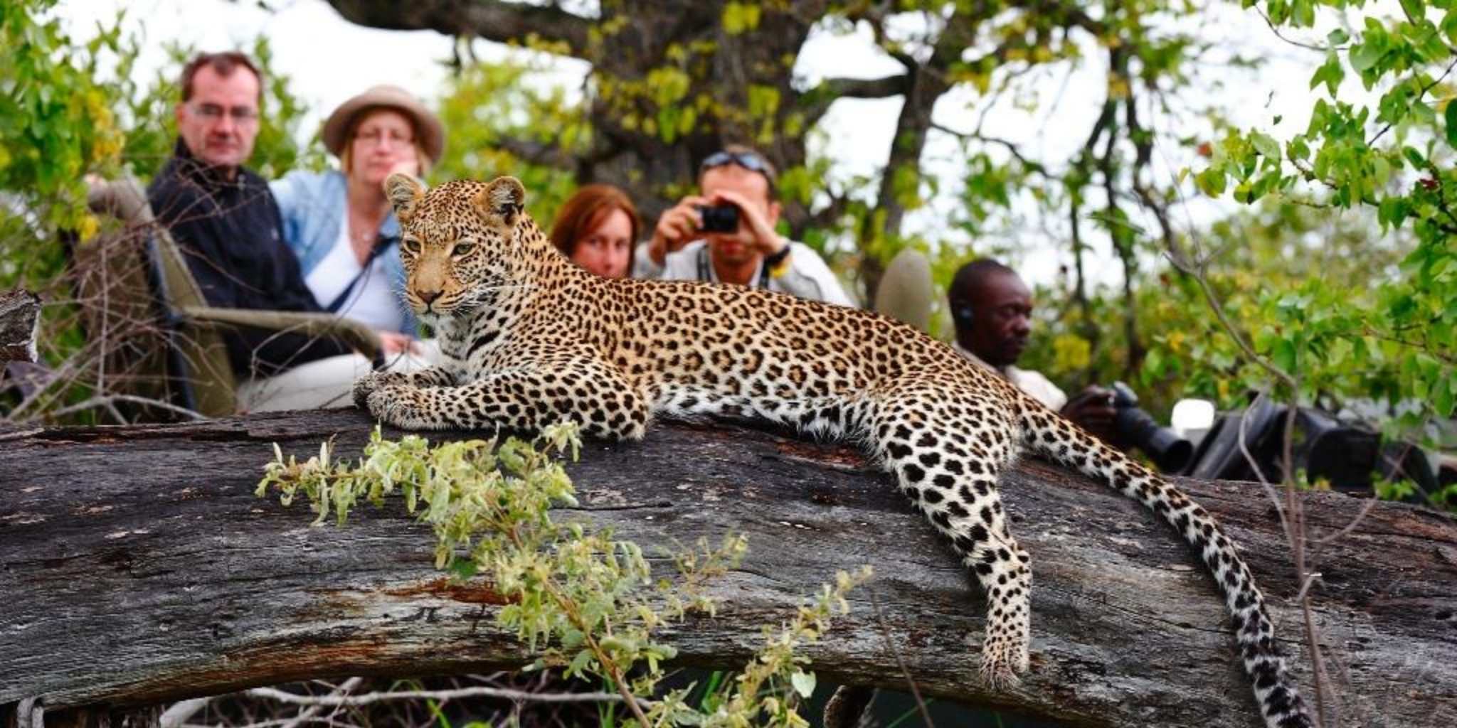 Group on safari Motswari Private Game Reserve Main Camp, getting really up close to a leopard lying across a fallen tree