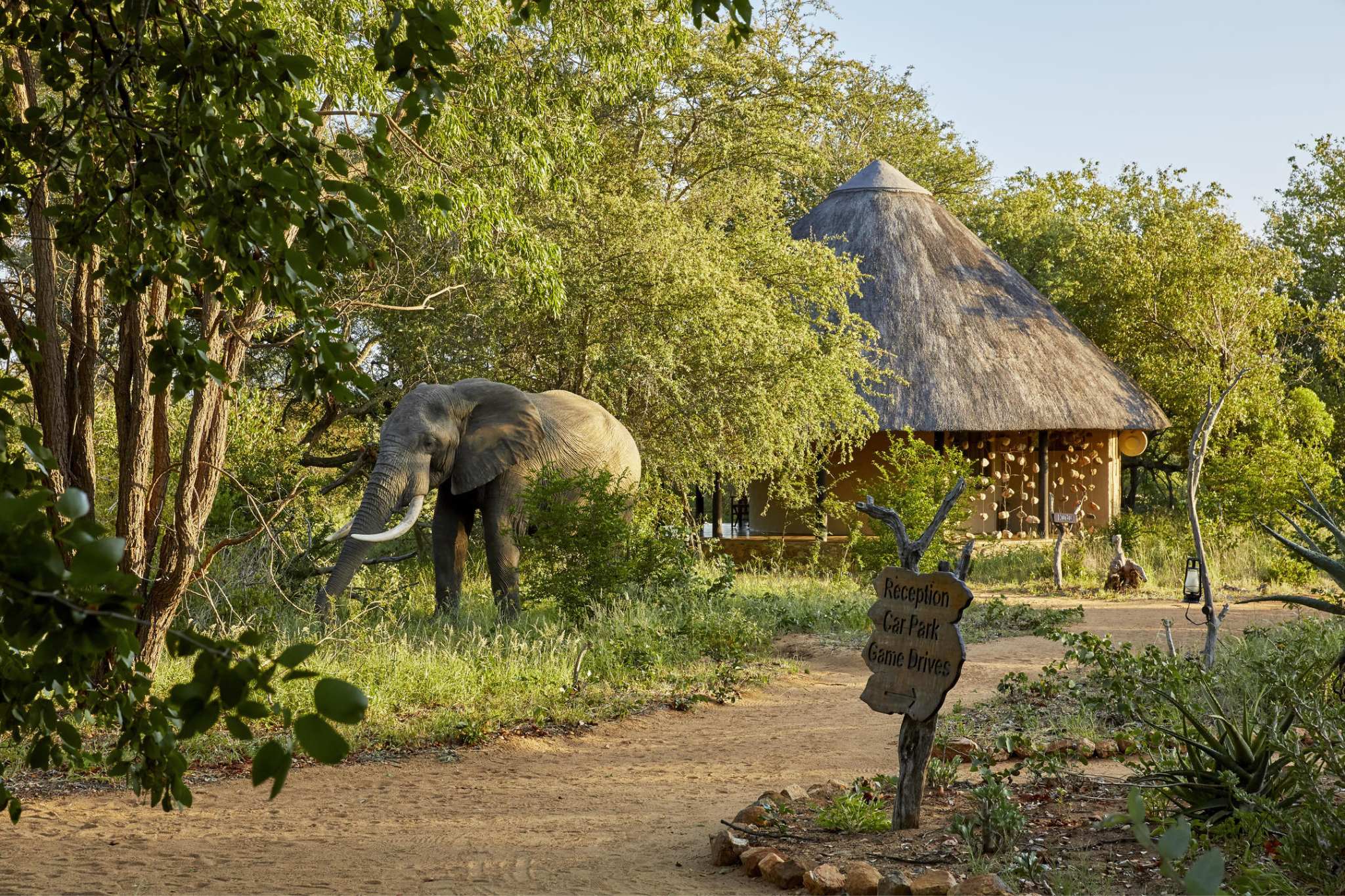 Elephant standing outside reception at Motswari Private Game Reserve Main Camp, in South Africa