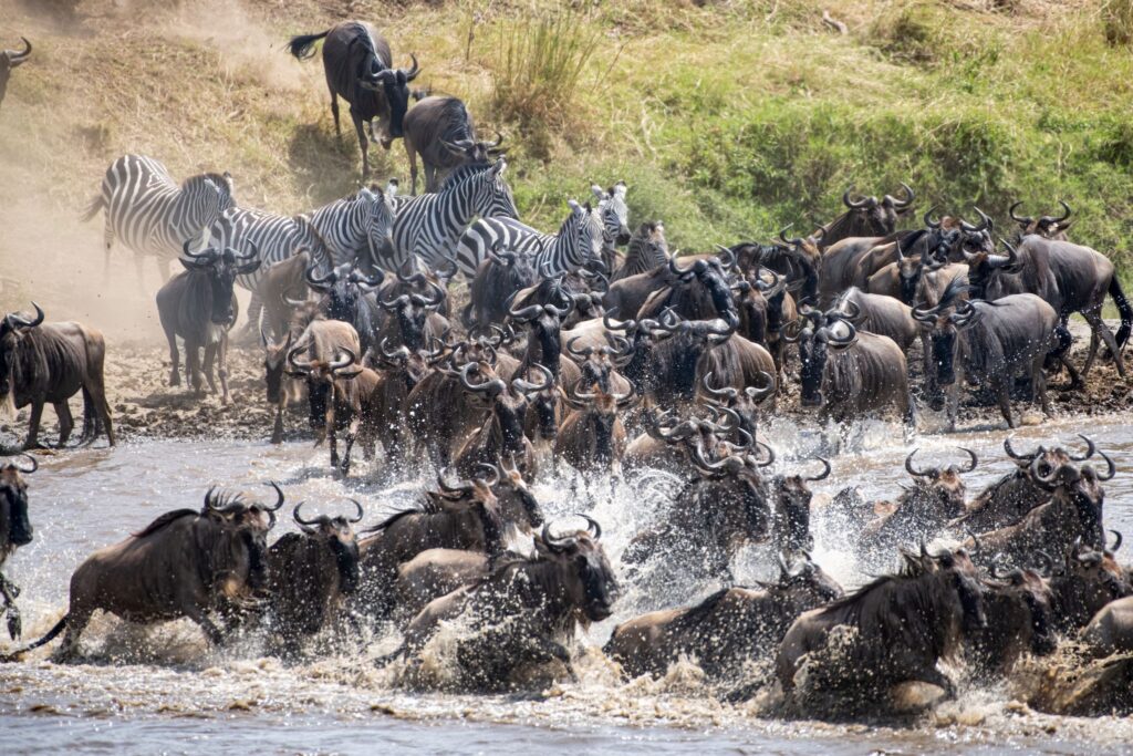 Tanzania Migration & Wilderness Safari